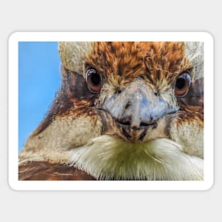 Australian Laughing Kookaburra close up Sticker